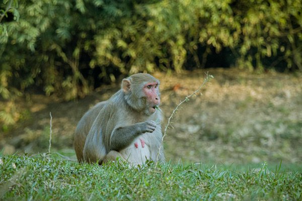 Comment améliorer la réception des ondes radio ?