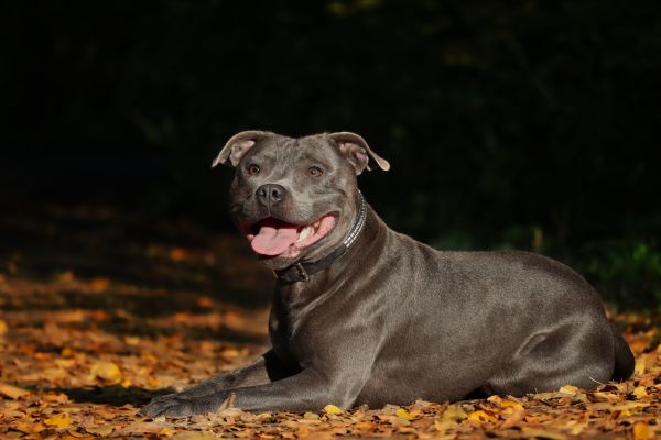 Comment reconnaître un Staffie bleu ?